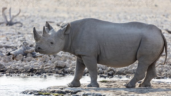 White rhinoceros