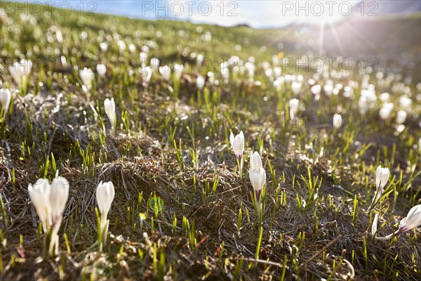 Spring crocus