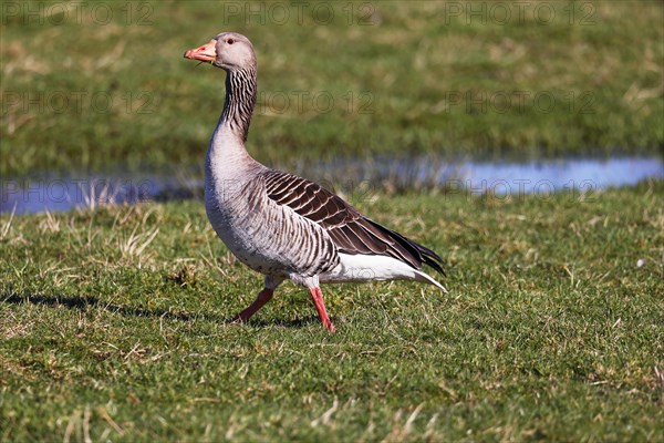 Greylag Goose