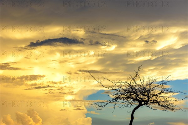 Silhouette of dry tree during sunset with big clouds in the background