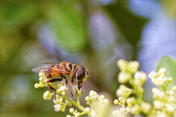 Bee perched on a withe flower collecting pollen