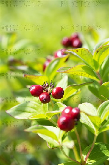 Blossoming rowan berries