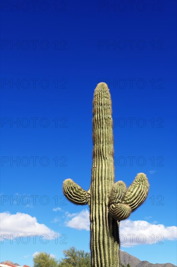 Saguaro cactus