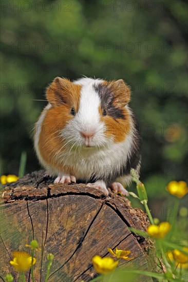 Guinea Pig pigs