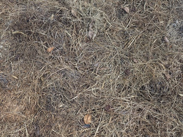 Heap of hay texture useful as a background