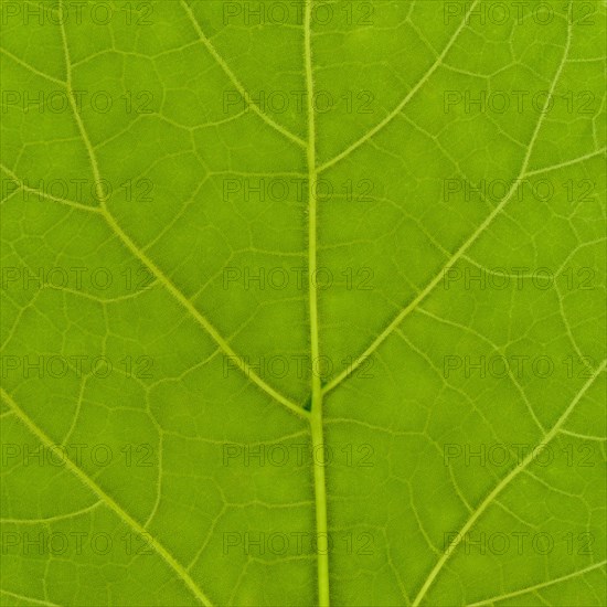 Green leaf texture