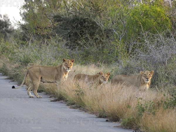 Three lions