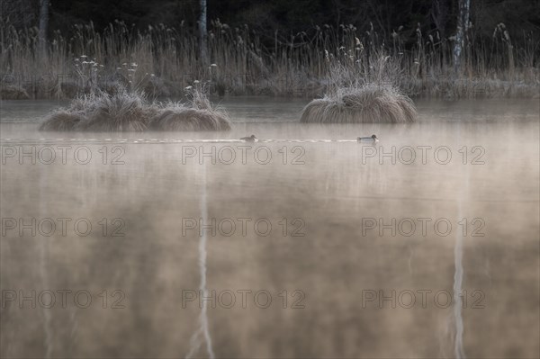 Ducks swimming in the morning mist