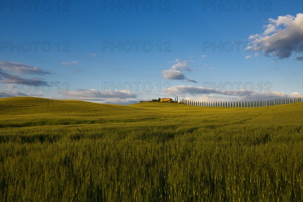 Farmhouse and cypresses