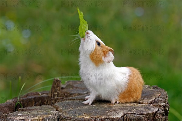 Guinea Pig pigs