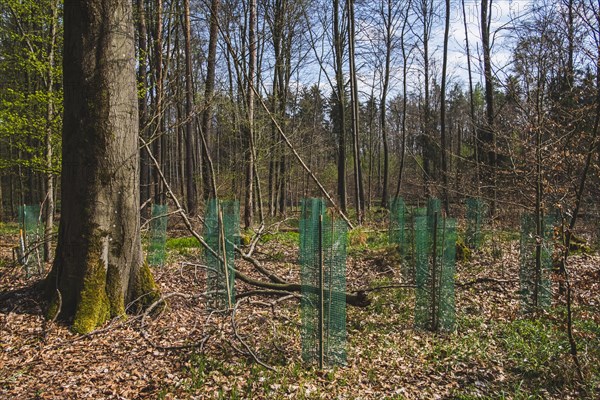 Young pine seedlings with tree guard during afforestation