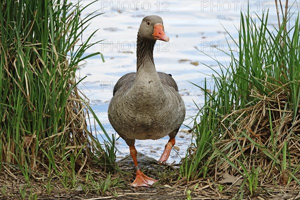 Geese