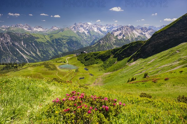 Alpine rose blossom