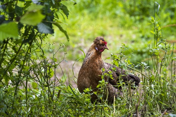 A brown free range hen with facial feathers on the head