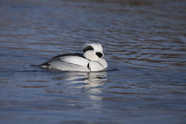 Smew