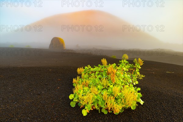 Canary Island amphora