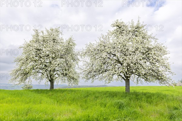 Pear trees