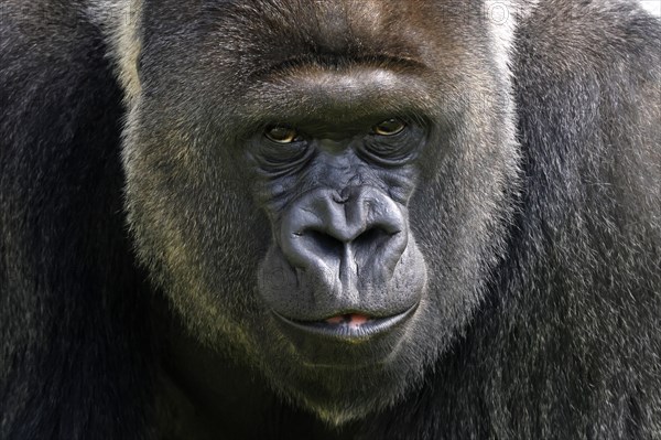 Western lowland gorilla