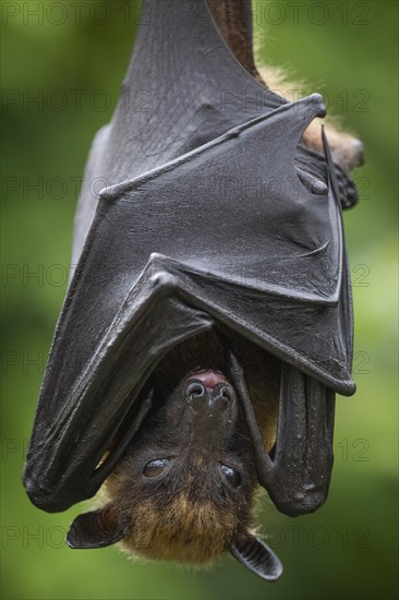 Indian flying fox