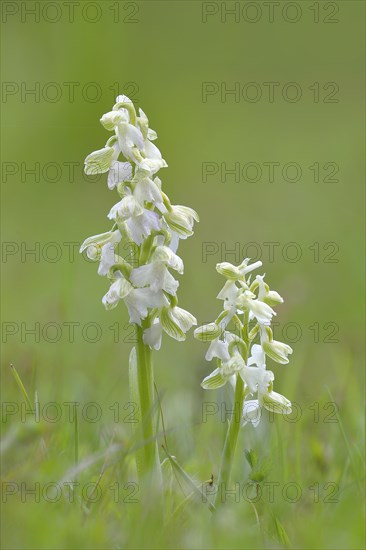 Green-winged orchid