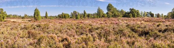 Common juniper