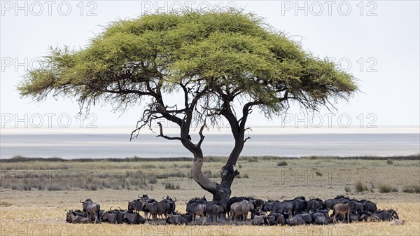 Wildebeests