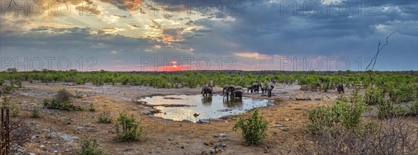 African elephants