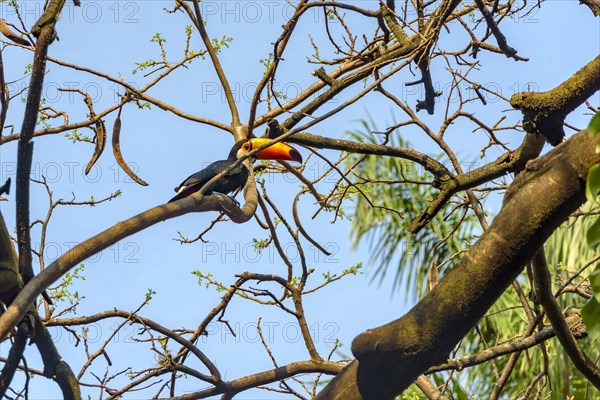 Toucan perched among tree branches during the afternoon on Minas Gerais state