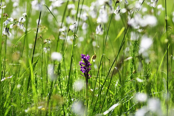 Western marsh orchid