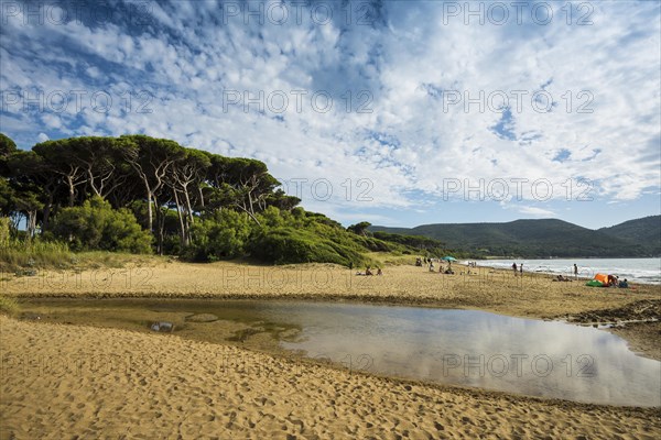 Beach and old pine trees