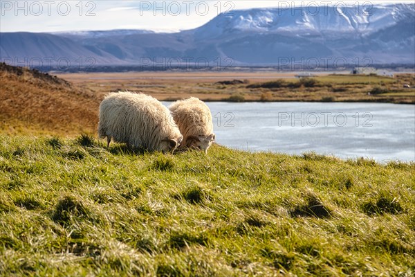 Domestic sheep