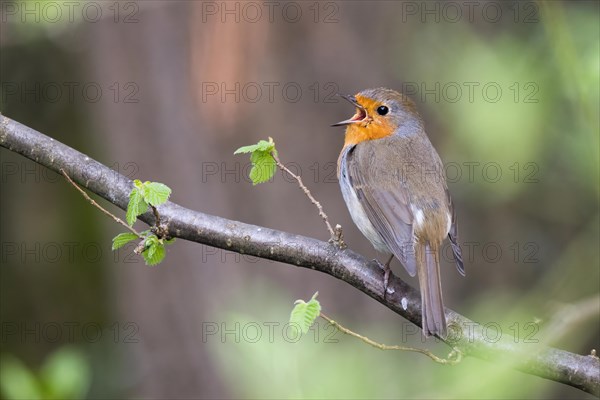 European robin