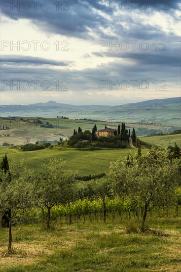 Farmhouse and cypresses