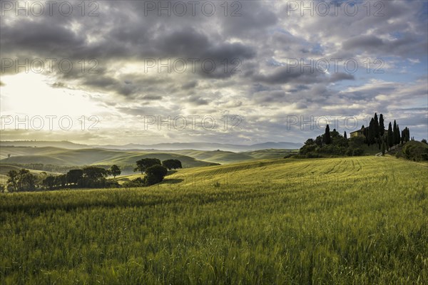 Farmhouse and cypresses