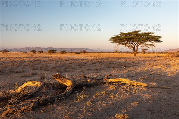 Tree in the savannah