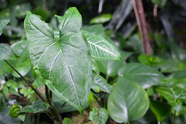 Detail of leaf of an exotic 'Syngonium Podophyllum Plumieri' plant