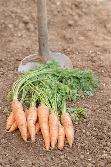 Bunch of carrots with a shovel in the background in an organic vegetable garden