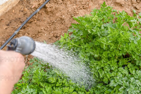 Woman's hand watering parsley in her home garden