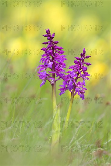 Early purple orchid