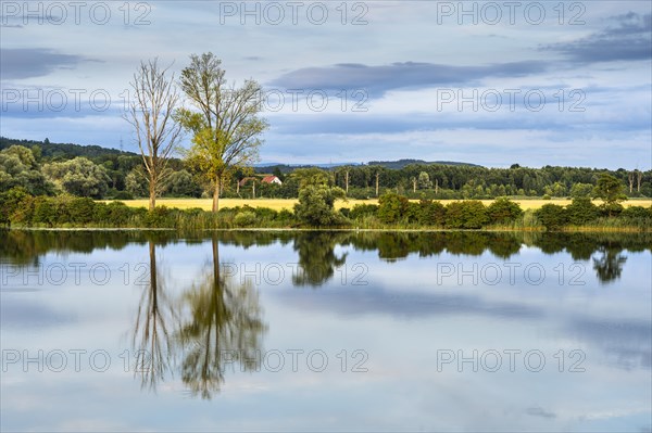 The nature reserve Gmuender Au and the river Alte Donau