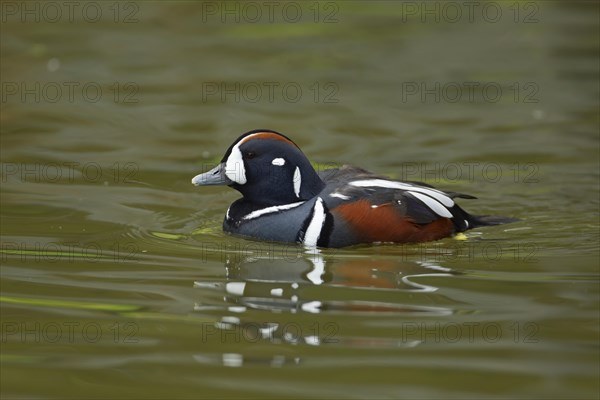 Harlequin duck