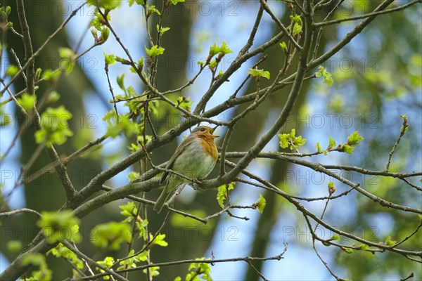 Robin in spring