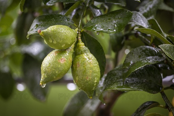 Green lemons on a branch