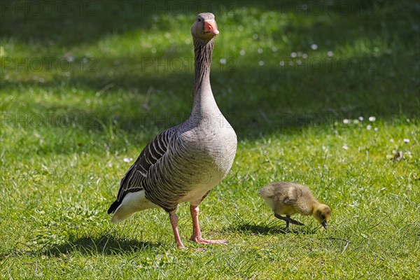 Greylag geese