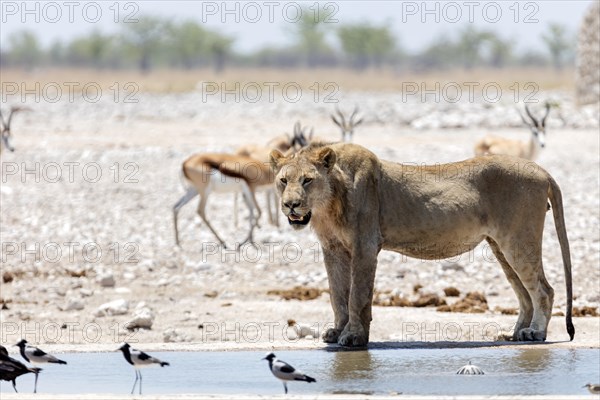 Lion