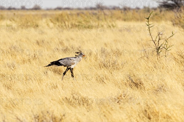 Secretary bird