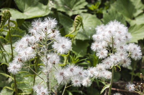 White butterbur