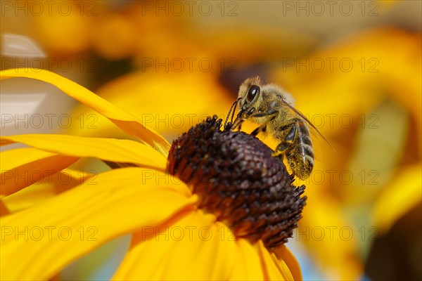 European honey bee