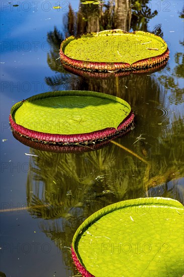 Water Lily typical of the Amazon with its characteristic circular shape floating on the calm waters of a lake