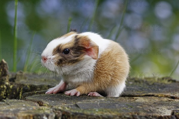 Guinea Pig pigs